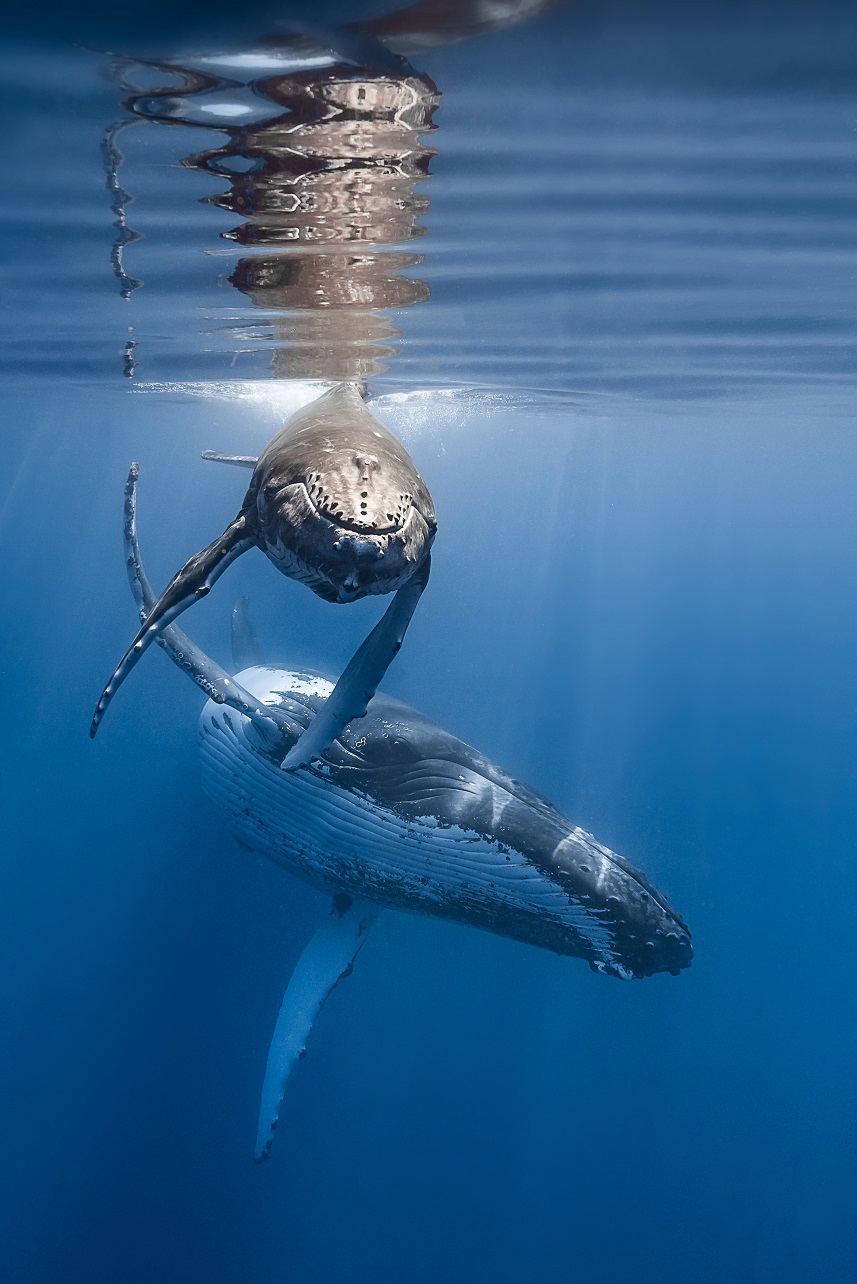 Credit: François Baelen / Ocean Image Bank
