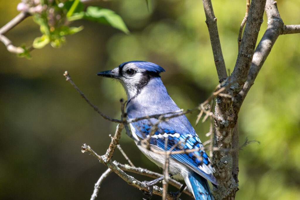 https://freenaturestock.com/blue-jay-in-a-tree/
