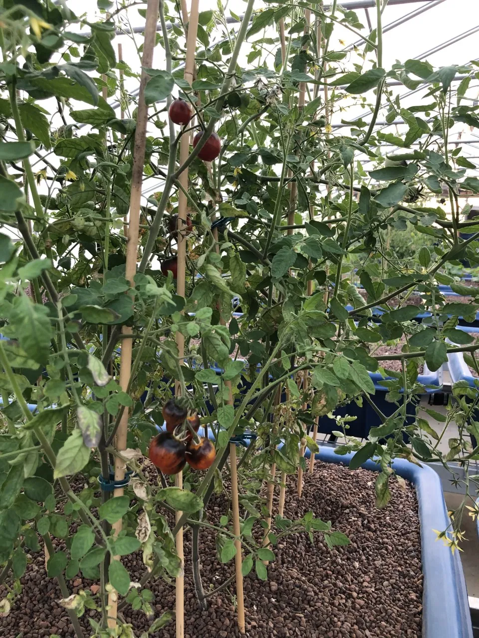 Crops grown through the process of aquaponics. Photo by Rebecca Votaw. Aquaponics.