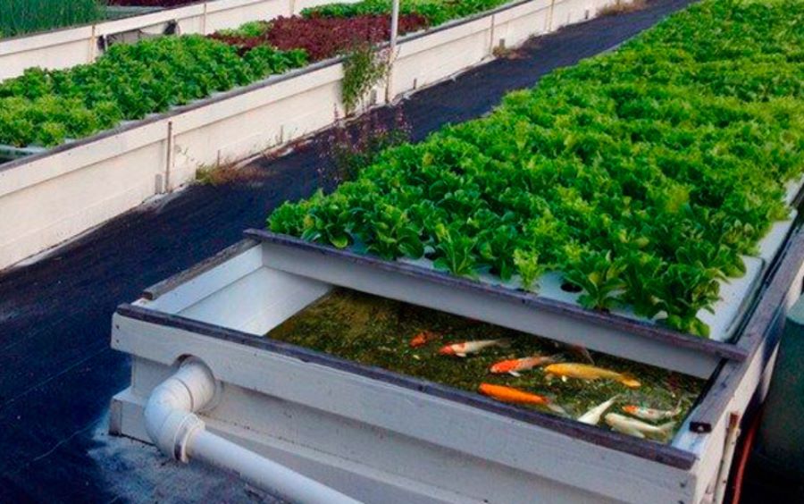 https://elmaipo.cl/fia-impulsa-innovador-sistema-de-acuaponia-inteligente-en-limache-para-enfrentar-la-escasez-hidrica/